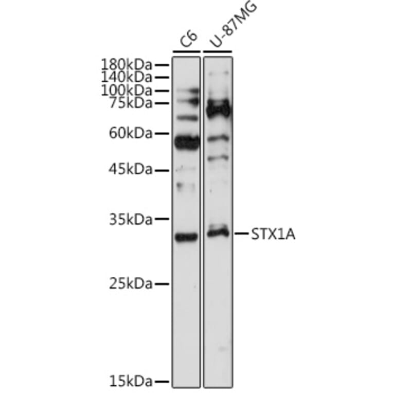 Western Blot - Anti-Syntaxin 1a Antibody [ARC2403] (A307451) - Antibodies.com