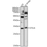 Western Blot - Anti-Syntaxin 1a Antibody [ARC2403] (A307451) - Antibodies.com