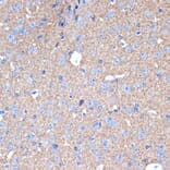 Immunohistochemistry - Anti-Syntaxin 1a Antibody [ARC2403] (A307451) - Antibodies.com