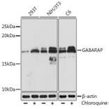 Western Blot - Anti-GABARAP Antibody [ARC1057] (A307456) - Antibodies.com