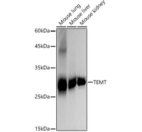 Western Blot - Anti-TEMT Antibody [ARC2950] (A307457) - Antibodies.com