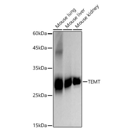 Western Blot - Anti-TEMT Antibody [ARC2950] (A307457) - Antibodies.com