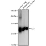 Western Blot - Anti-TEMT Antibody [ARC2950] (A307457) - Antibodies.com