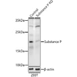 Western Blot - Anti-Substance P Antibody (A307462) - Antibodies.com