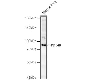 Western Blot - Anti-PDE4B Antibody (A307463) - Antibodies.com