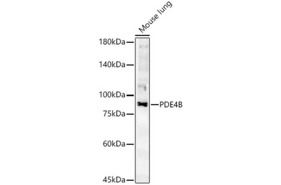 Western Blot - Anti-PDE4B Antibody (A307463) - Antibodies.com