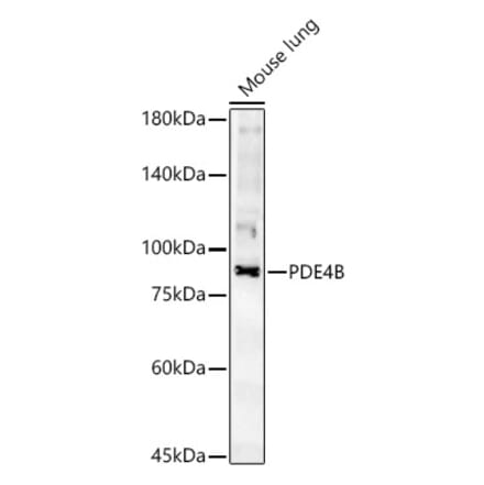 Western Blot - Anti-PDE4B Antibody (A307463) - Antibodies.com