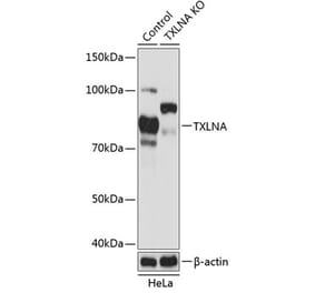 Western Blot - Anti-Alpha Taxilin Antibody (A307468) - Antibodies.com