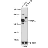 Western Blot - Anti-Alpha Taxilin Antibody (A307468) - Antibodies.com