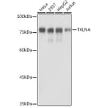 Western Blot - Anti-Alpha Taxilin Antibody (A307469) - Antibodies.com