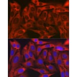 Immunofluorescence - Anti-Alpha Taxilin Antibody (A307469) - Antibodies.com