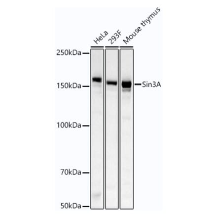 Western Blot - Anti-mSin3A Antibody [ARC54250] (A307472) - Antibodies.com