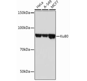 Western Blot - Anti-Ku80 Antibody [ARC0706] (A307476) - Antibodies.com