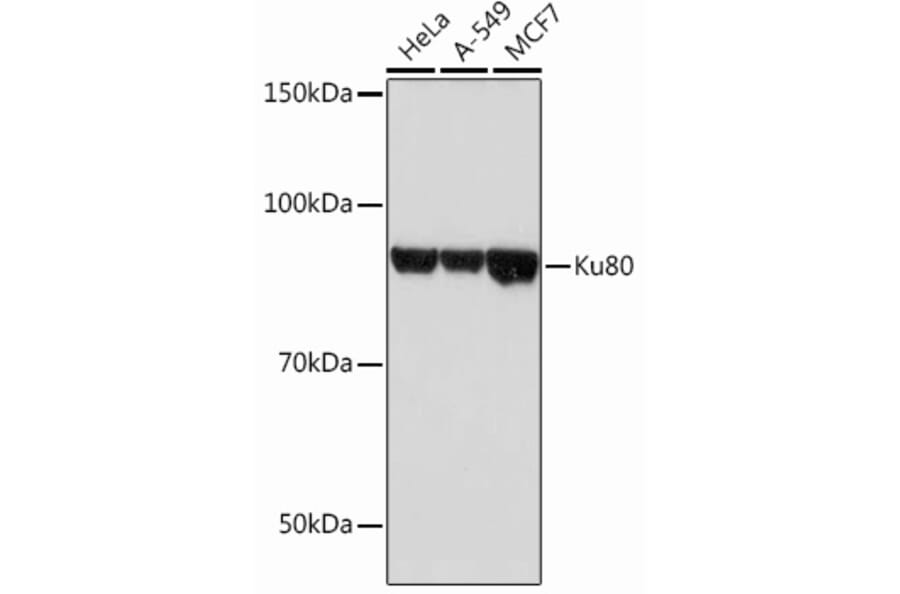 Western Blot - Anti-Ku80 Antibody [ARC0706] (A307476) - Antibodies.com