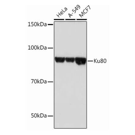 Western Blot - Anti-Ku80 Antibody [ARC0706] (A307476) - Antibodies.com