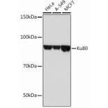 Western Blot - Anti-Ku80 Antibody [ARC0706] (A307476) - Antibodies.com