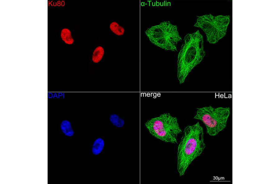 Immunofluorescence - Anti-Ku80 Antibody [ARC0706] (A307476) - Antibodies.com