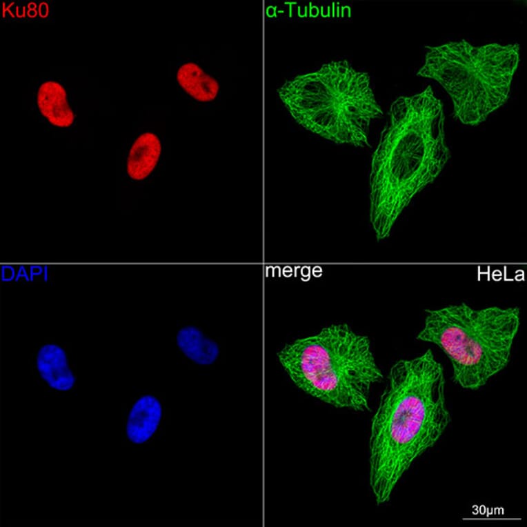 Immunofluorescence - Anti-Ku80 Antibody [ARC0706] (A307476) - Antibodies.com