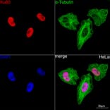 Immunofluorescence - Anti-Ku80 Antibody [ARC0706] (A307476) - Antibodies.com