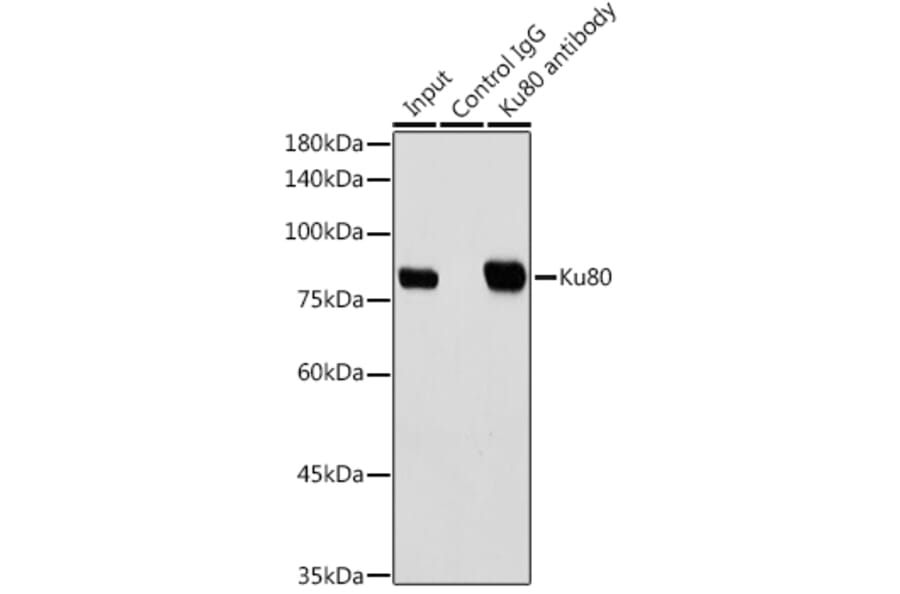 Western Blot - Anti-Ku80 Antibody [ARC0706] (A307476) - Antibodies.com