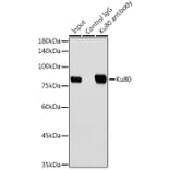 Western Blot - Anti-Ku80 Antibody [ARC0706] (A307476) - Antibodies.com