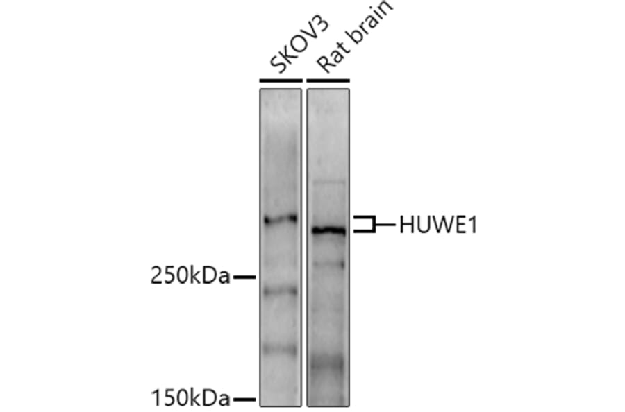 Western Blot - Anti-HUWE1/Mule Antibody (A307487) - Antibodies.com
