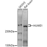 Western Blot - Anti-HUWE1/Mule Antibody (A307487) - Antibodies.com