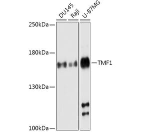Western Blot - Anti-TMF Antibody (A307488) - Antibodies.com