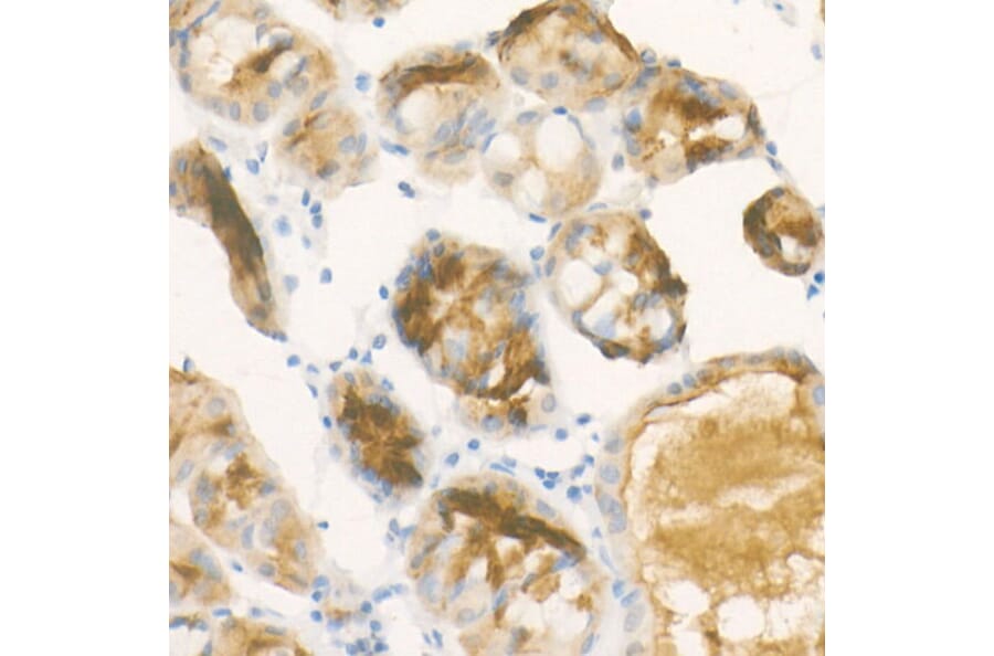Immunohistochemistry - Anti-Pepsinogen II/PGC Antibody [ARC57717] (A307491) - Antibodies.com