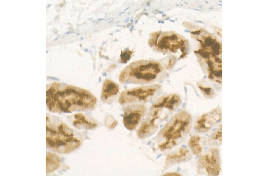 Immunohistochemistry - Anti-Pepsinogen II/PGC Antibody [ARC57717] (A307491) - Antibodies.com