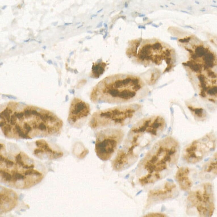 Immunohistochemistry - Anti-Pepsinogen II/PGC Antibody [ARC57717] (A307491) - Antibodies.com