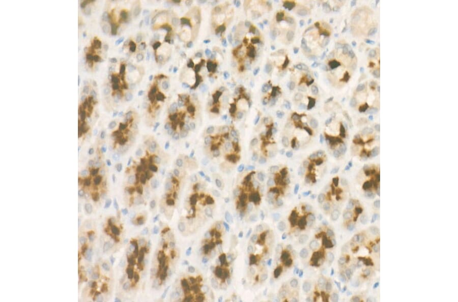 Immunohistochemistry - Anti-Pepsinogen II/PGC Antibody [ARC57717] (A307491) - Antibodies.com