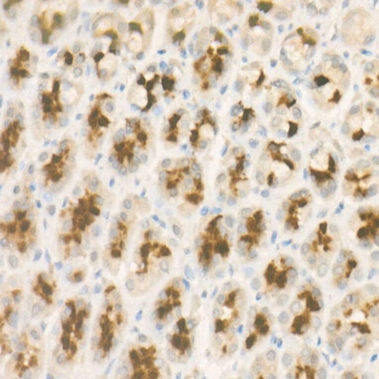 Immunohistochemistry - Anti-Pepsinogen II/PGC Antibody [ARC57717] (A307491) - Antibodies.com