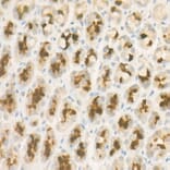 Immunohistochemistry - Anti-Pepsinogen II/PGC Antibody [ARC57717] (A307491) - Antibodies.com