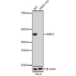 Western Blot - Anti-MEK2 Antibody [ARC0361] (A307492) - Antibodies.com