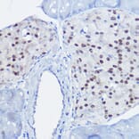 Immunohistochemistry - Anti-nkx6.1 Antibody (A307493) - Antibodies.com