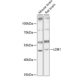 Western Blot - Anti-LDB1 Antibody (A307494) - Antibodies.com