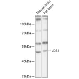 Western Blot - Anti-LDB1 Antibody (A307494) - Antibodies.com