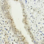 Immunohistochemistry - Anti-LDB1 Antibody (A307494) - Antibodies.com