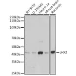 Western Blot - Anti-Lhx2/LH2 Antibody [ARC2435] (A307496) - Antibodies.com