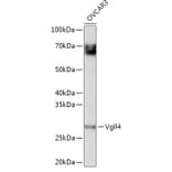 Western Blot - Anti-Vgll4 Antibody (A307497) - Antibodies.com