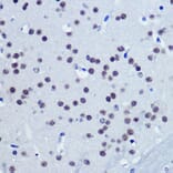 Immunohistochemistry - Anti-Vgll4 Antibody (A307497) - Antibodies.com