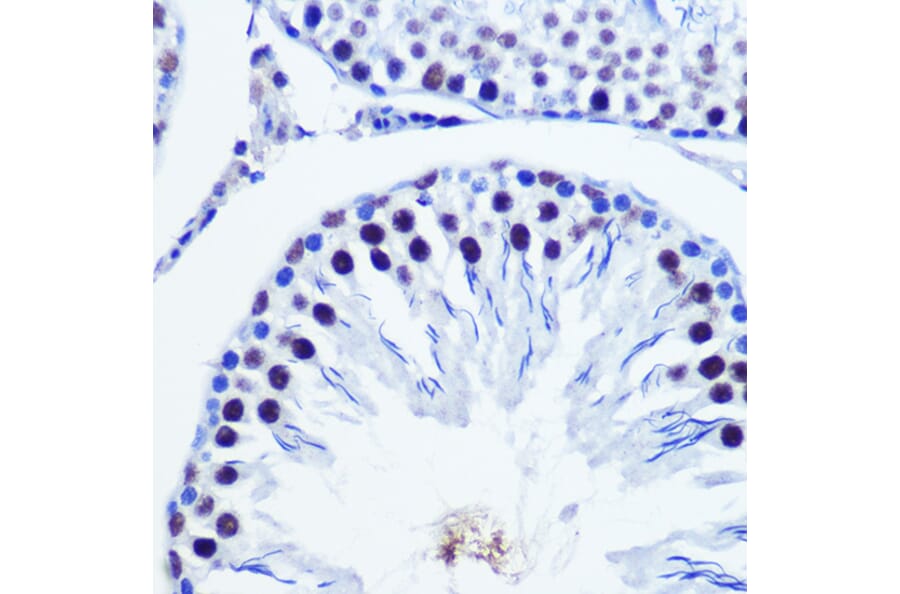 Immunohistochemistry - Anti-Vgll4 Antibody (A307497) - Antibodies.com