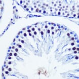 Immunohistochemistry - Anti-Vgll4 Antibody (A307497) - Antibodies.com