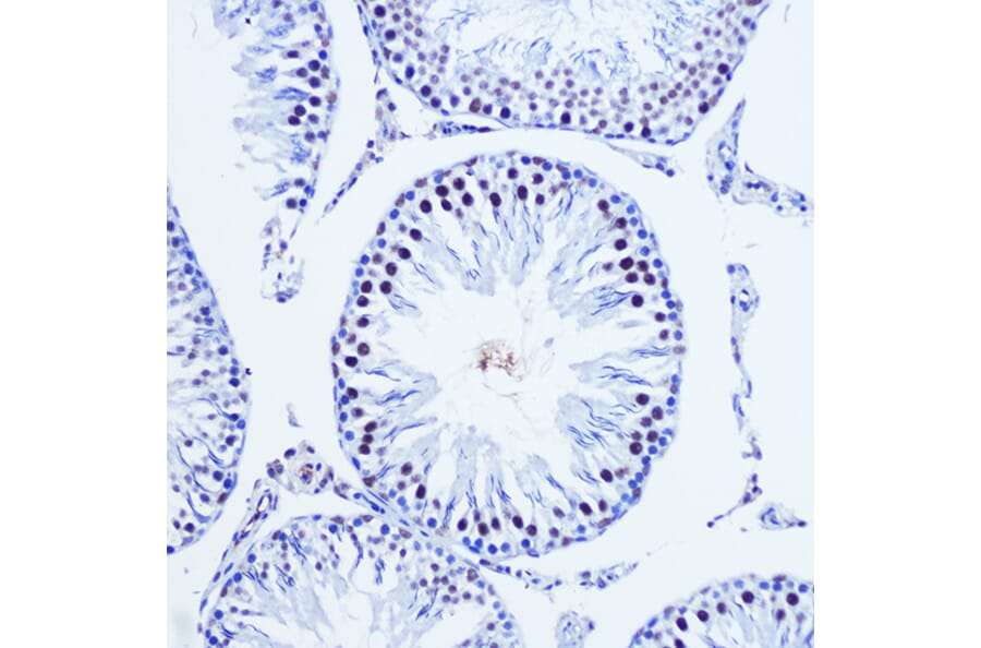 Immunohistochemistry - Anti-Vgll4 Antibody (A307497) - Antibodies.com