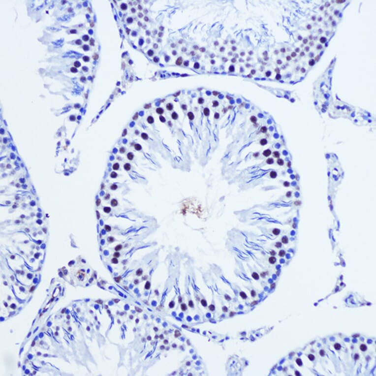 Immunohistochemistry - Anti-Vgll4 Antibody (A307497) - Antibodies.com