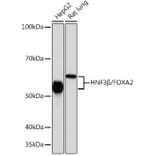 Western Blot - Anti-FOXA2 Antibody [ARC0391] (A307499) - Antibodies.com