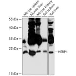 Western Blot - Anti-HBP Antibody (A307501) - Antibodies.com