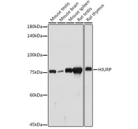 Western Blot - Anti-HJURP Antibody (A307502) - Antibodies.com