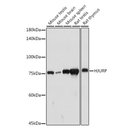 Western Blot - Anti-HJURP Antibody (A307502) - Antibodies.com